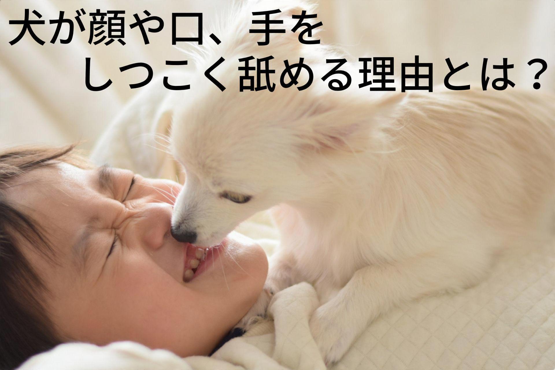 犬 口 なめる しつこい