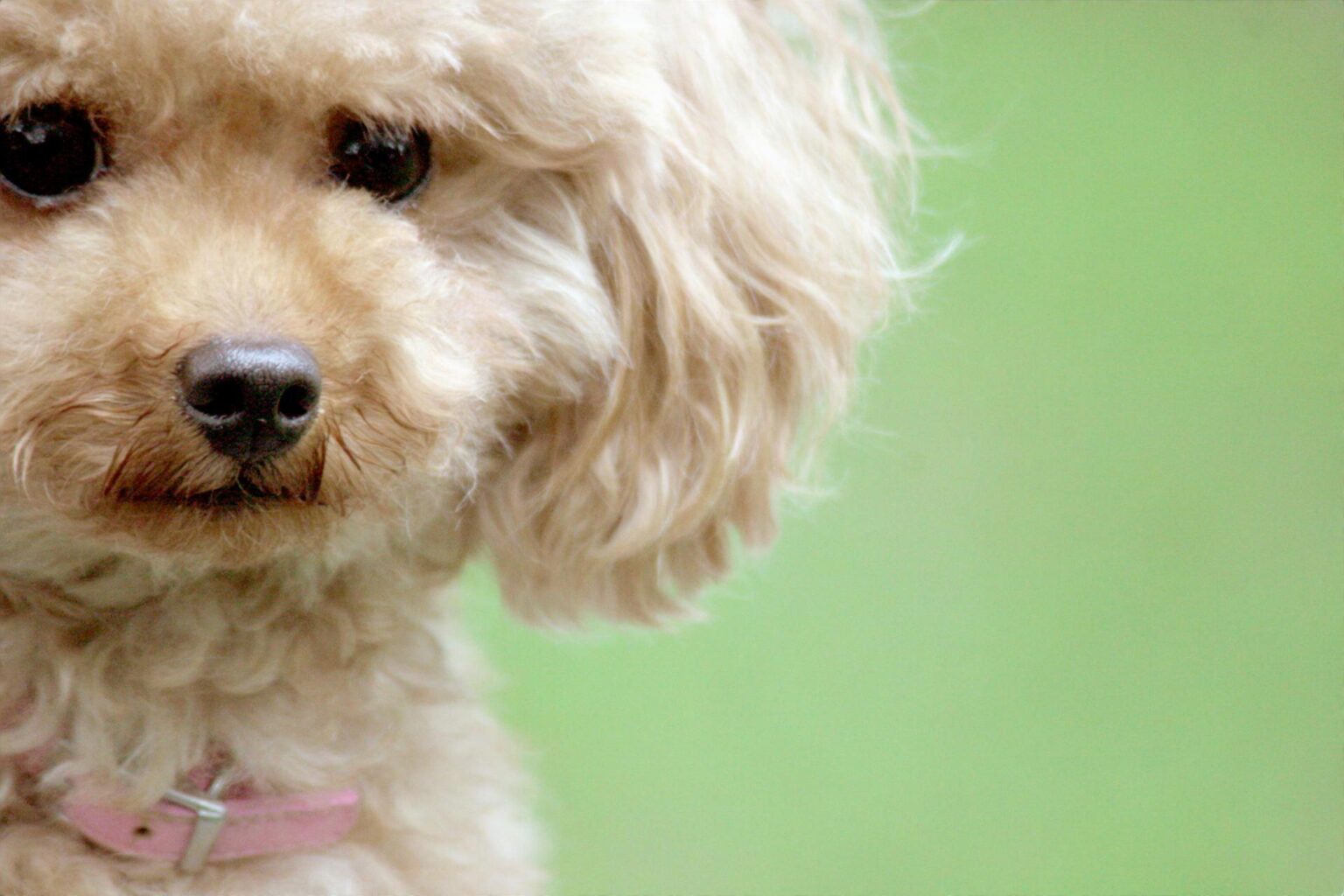 トイプードルのパピーカットとは?子犬の今しかできない限定カット! ふわもこトイプログ トイプードルのパピーカットとは?子犬の今しかできない限定カット! ふわもこトイプログ