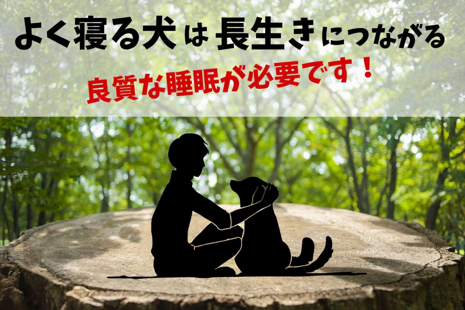 犬はよく寝るほうが長生きする？犬の睡眠と健康長寿の秘訣（コツ）4つ ふわもこトイプログ