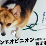 【動物病院】セカンドオピニオンは気まずい？犬の病院を変える時のコツ